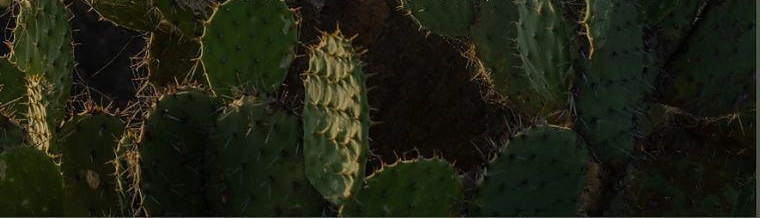 Nopales al atardecer